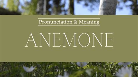 anemone pronunciation uk|How to pronounce anemone .
